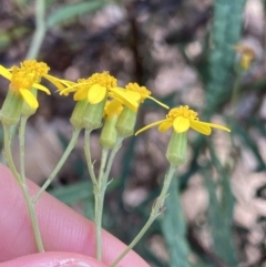 Senecio linearifolius var. arachnoideus at Bungonia, NSW - 6 Aug 2023 09:53 AM