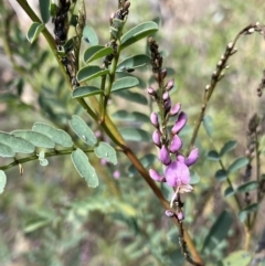 Indigofera australis subsp. australis (Australian Indigo) at Bungonia National Park - 5 Aug 2023 by Ned_Johnston