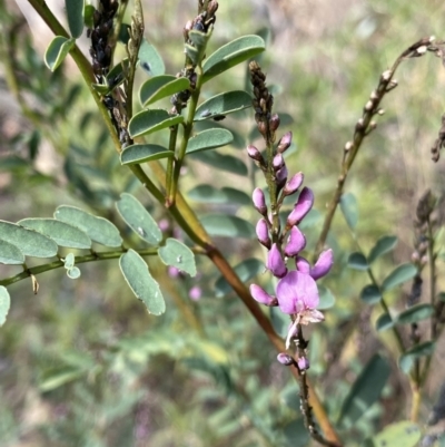 Indigofera australis subsp. australis (Australian Indigo) at Bungonia, NSW - 5 Aug 2023 by Ned_Johnston