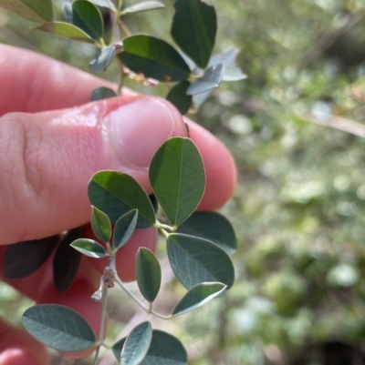 Goodia lotifolia (Golden Tip) at Bungonia National Park - 5 Aug 2023 by Ned_Johnston