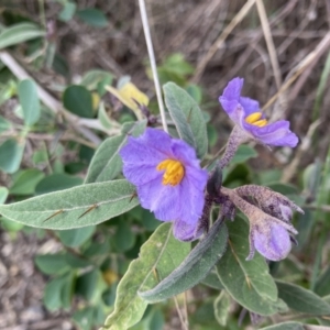 Solanum celatum at Bungonia, NSW - 6 Aug 2023 10:04 AM