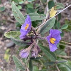 Solanum celatum at Bungonia, NSW - 6 Aug 2023 10:04 AM