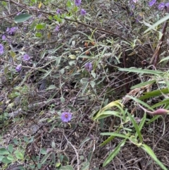 Solanum celatum at Bungonia, NSW - 6 Aug 2023 10:04 AM