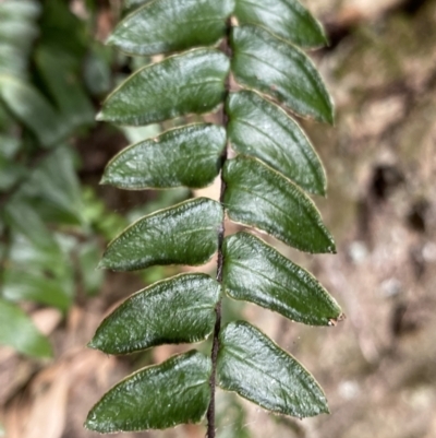 Pellaea nana (Dwarf Sickle Fern) at Bungonia, NSW - 6 Aug 2023 by Ned_Johnston