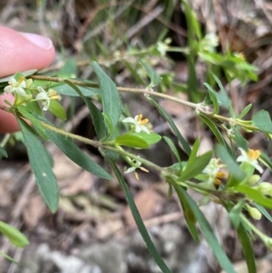 Pimelea axiflora subsp. pubescens at Bungonia, NSW - 6 Aug 2023