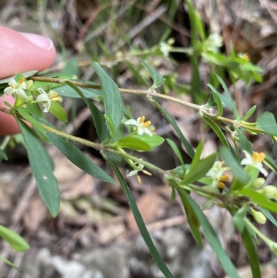 Pimelea axiflora subsp. pubescens (Bungonia Rice-flower) at Bungonia National Park - 6 Aug 2023 by Ned_Johnston