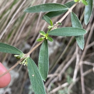 Pimelea axiflora subsp. pubescens at Bungonia, NSW - 6 Aug 2023