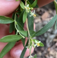 Pimelea axiflora subsp. pubescens at Bungonia, NSW - suppressed