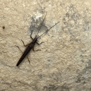 Illiesoperla sp. (genus) at Marulan, NSW - 6 Aug 2023 12:39 PM