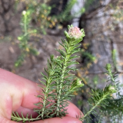 Ozothamnus diosmifolius (Rice Flower, White Dogwood, Sago Bush) at Bungonia National Park - 6 Aug 2023 by Ned_Johnston