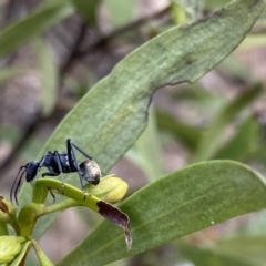 Polyrhachis ammon (Golden-spined Ant, Golden Ant) at Bungonia, NSW - 6 Aug 2023 by Ned_Johnston