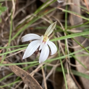 Caladenia fuscata at Canberra Central, ACT - 27 Aug 2023