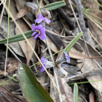 Hovea heterophylla (Common Hovea) at Canberra Central, ACT - 27 Aug 2023 by Ned_Johnston