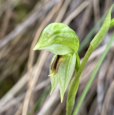 Bunochilus umbrinus (ACT) = Pterostylis umbrina (NSW) (Broad-sepaled Leafy Greenhood) at Canberra Central, ACT by Ned_Johnston