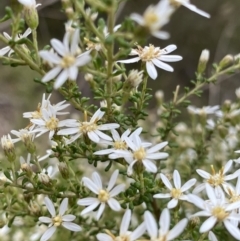 Olearia microphylla (Olearia) at Canberra Central, ACT - 27 Aug 2023 by NedJohnston