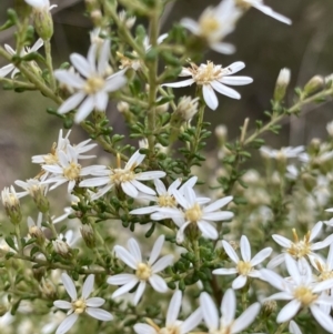 Olearia microphylla at Canberra Central, ACT - 27 Aug 2023 11:51 AM