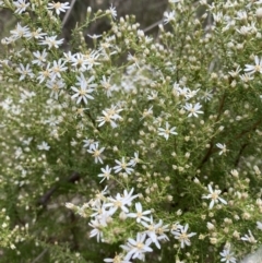 Olearia microphylla at Canberra Central, ACT - 27 Aug 2023 11:51 AM