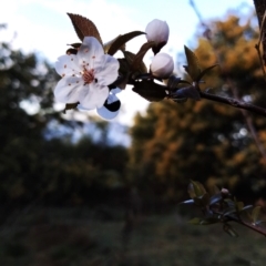 Prunus cerasifera (Cherry Plum) at Fadden, ACT - 29 Aug 2023 by KumikoCallaway