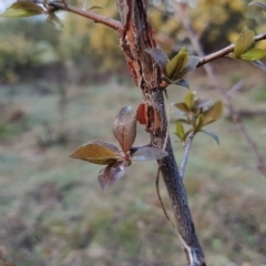 Prunus cerasifera at Fadden, ACT - 29 Aug 2023 08:07 AM