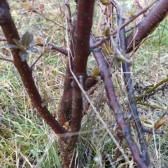 Prunus cerasifera at Fadden, ACT - 29 Aug 2023 08:07 AM