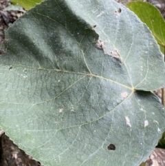 Unidentified Plant at Bungonia, NSW - 6 Aug 2023 by Ned_Johnston