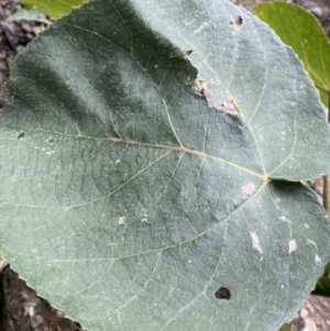 Dendrocnide excelsa at Bungonia, NSW - 6 Aug 2023 12:48 PM