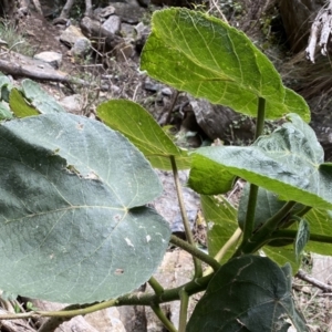 Dendrocnide excelsa at Bungonia, NSW - 6 Aug 2023 12:48 PM