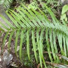 Pteris vittata (Chinese Brake, Ladder Brake) at Bungonia National Park - 6 Aug 2023 by Ned_Johnston