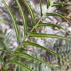 Pteris vittata at suppressed - 6 Aug 2023