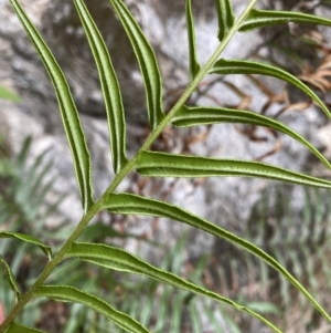 Pteris vittata at suppressed - 6 Aug 2023