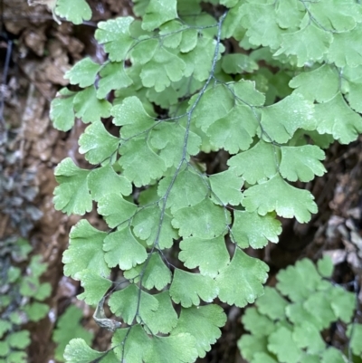 Adiantum capillus-veneris at Bungonia, NSW - 29 Aug 2023 by NedJohnston