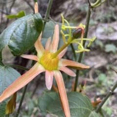 Passiflora herbertiana subsp. herbertiana (Native Passionfruit) at Bungonia National Park - 6 Aug 2023 by Ned_Johnston