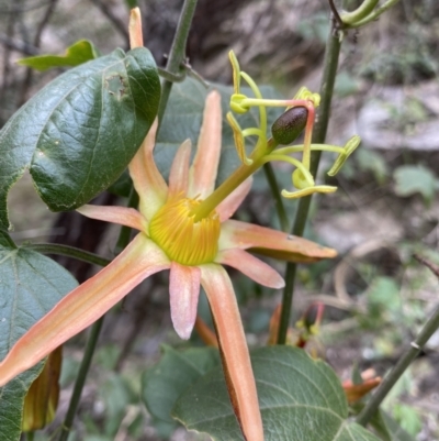 Passiflora herbertiana subsp. herbertiana (Native Passionfruit) at Bungonia, NSW - 6 Aug 2023 by Ned_Johnston