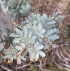 Acacia baileyana (Cootamundra Wattle, Golden Mimosa) at Canberra Central, ACT - 26 Aug 2023 by waltraud