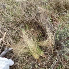 Nassella trichotoma (Serrated Tussock) at Watson, ACT - 28 Aug 2023 by waltraud