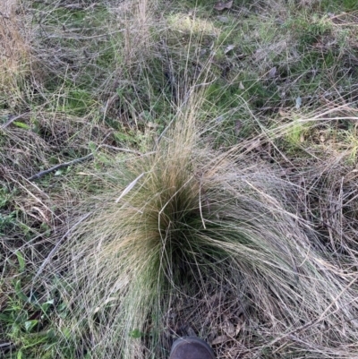 Nassella trichotoma (Serrated Tussock) at Watson, ACT - 28 Aug 2023 by waltraud