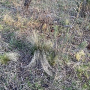 Nassella trichotoma at Watson, ACT - 28 Aug 2023