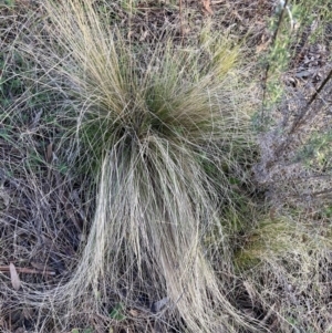 Nassella trichotoma at Watson, ACT - 28 Aug 2023