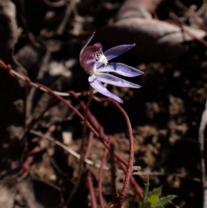 Cyanicula caerulea at Belconnen, ACT - suppressed