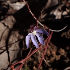 Cyanicula caerulea at Belconnen, ACT - suppressed