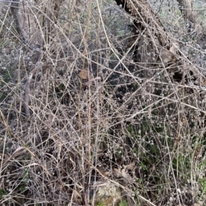 Galium aparine at Watson, ACT - 28 Aug 2023