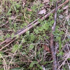 Galium aparine at Watson, ACT - 28 Aug 2023