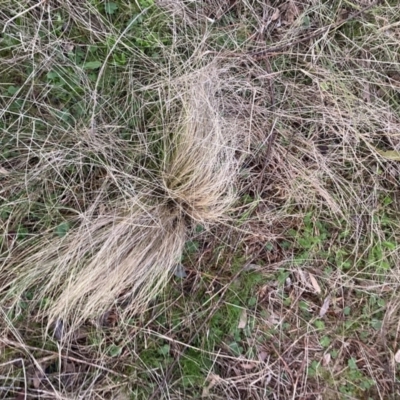 Nassella trichotoma (Serrated Tussock) at Watson, ACT - 28 Aug 2023 by waltraud