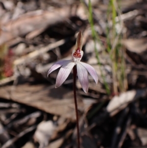 Caladenia fuscata at Belconnen, ACT - 24 Aug 2023