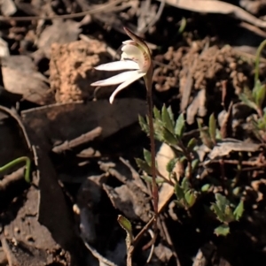 Caladenia fuscata at Belconnen, ACT - 24 Aug 2023