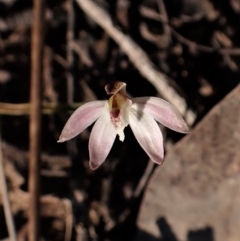 Caladenia fuscata at Belconnen, ACT - 24 Aug 2023