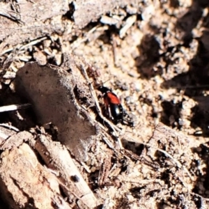 Monolepta sp. (genus) at Belconnen, ACT - 24 Aug 2023