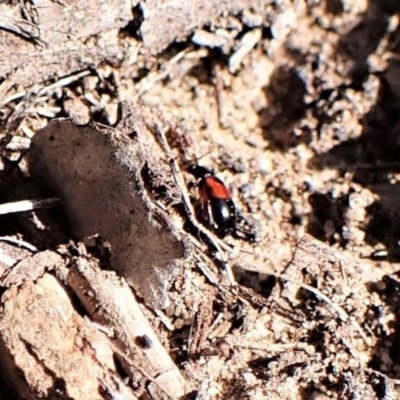 Monolepta sp. (genus) (Leaf beetle) at Belconnen, ACT - 24 Aug 2023 by CathB