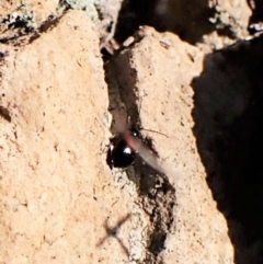 Monolepta sp. (genus) at Belconnen, ACT - 24 Aug 2023