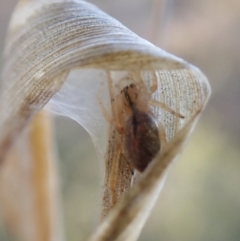 Cheiracanthium sp. (genus) (Unidentified Slender Sac Spider) at Belconnen, ACT - 20 Aug 2023 by CathB